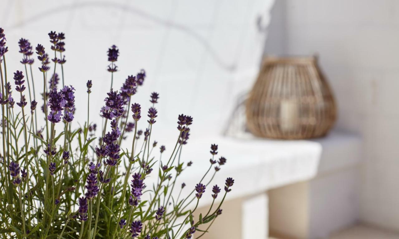 Bed and Breakfast Agapanto Masseria Conversano Exteriér fotografie